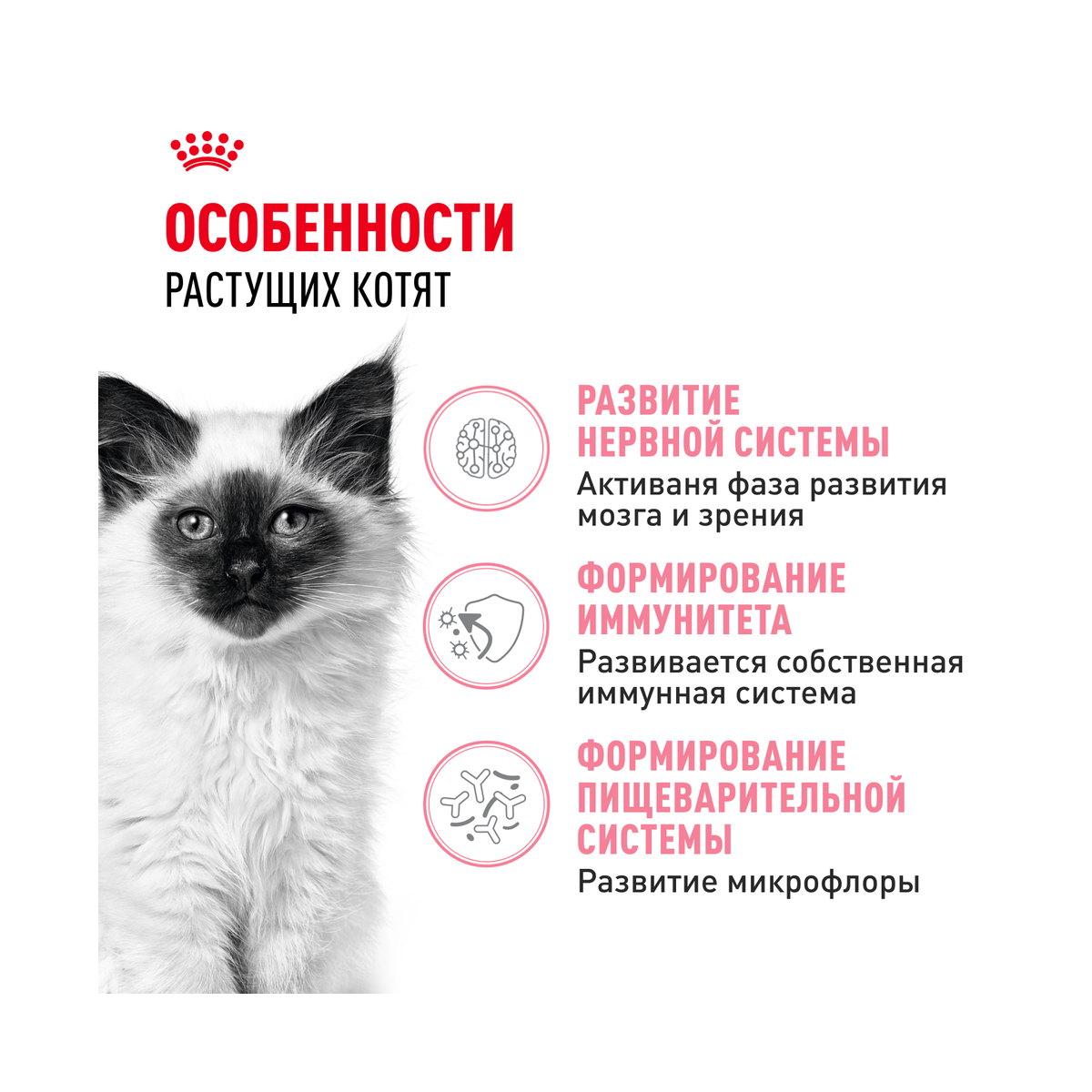 Информация о составе и свойствах Royal Canin Kitten 36 Second Age, дополнительный вид