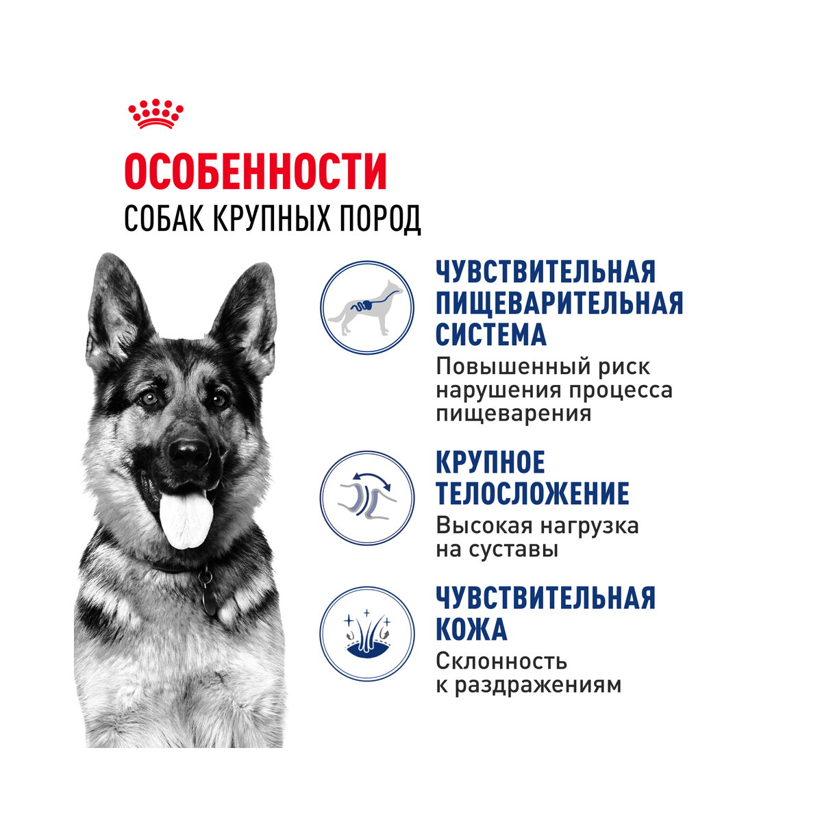 Информация о составе и свойствах Royal Canin Maxi Adult 26, дополнительный вид