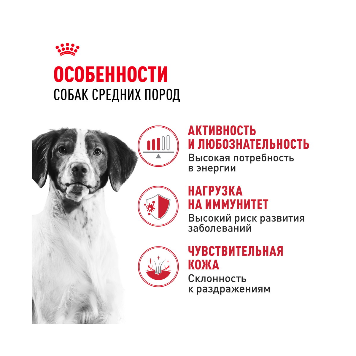 Информация о составе и свойствах Royal Canin Medium Adult, дополнительный вид