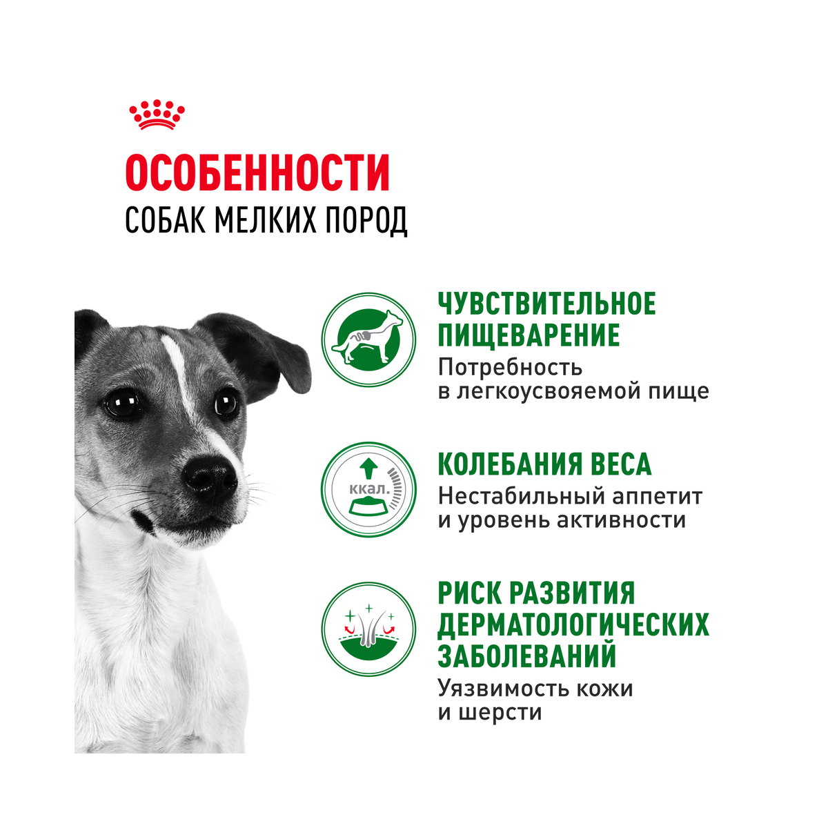 Информация о составе и свойствах Royal Canin Mini Adult, дополнительный вид