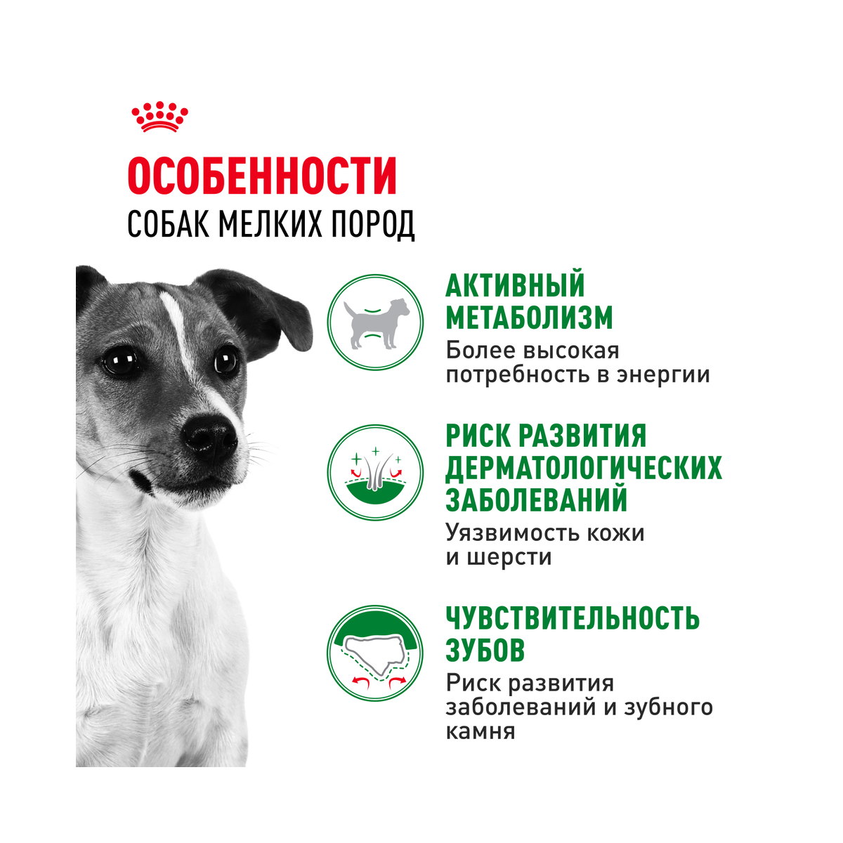 Информация о составе и свойствах Royal Canin Mini Adult, дополнительный вид
