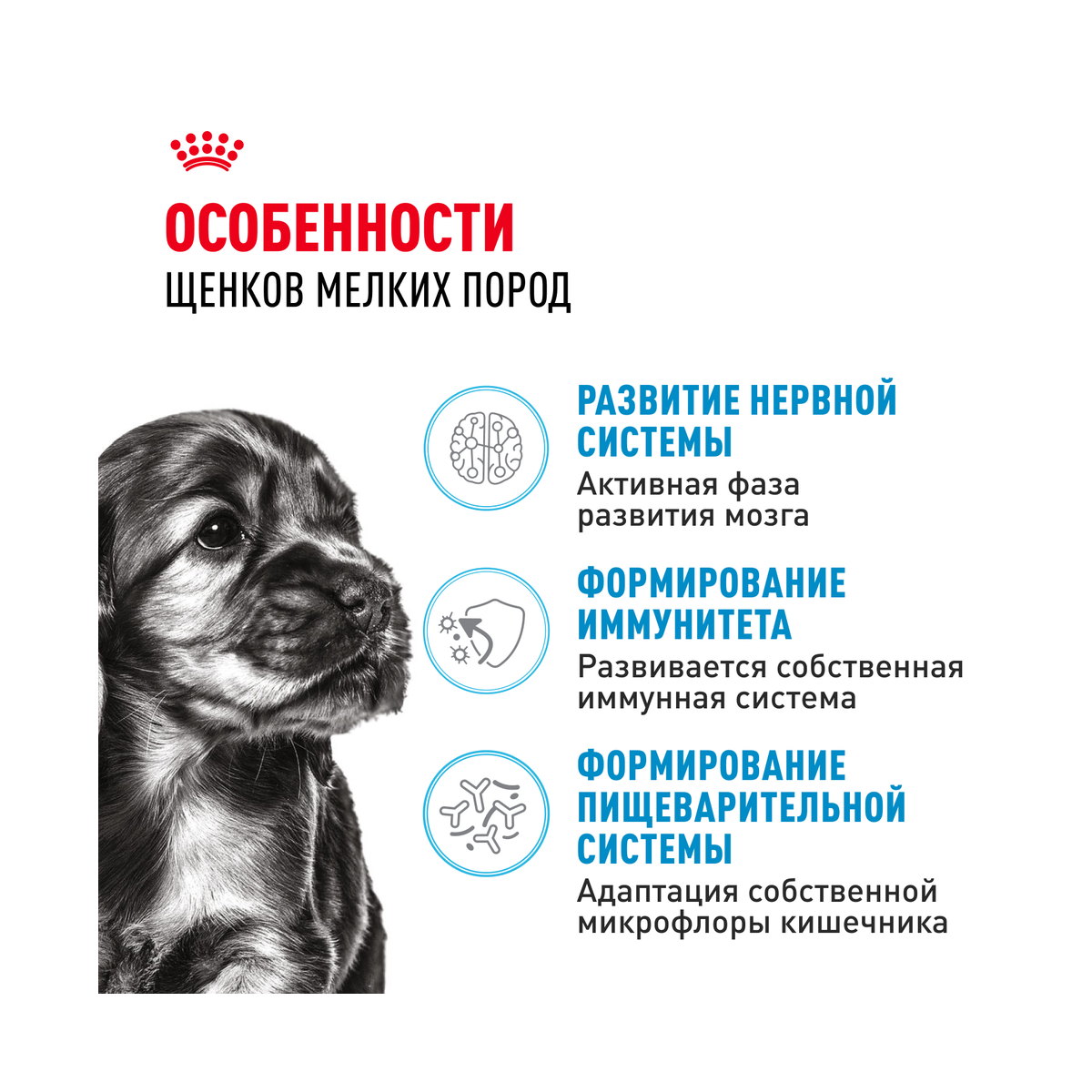 Информация о составе и свойствах Royal Canin Mini Puppy, дополнительный вид