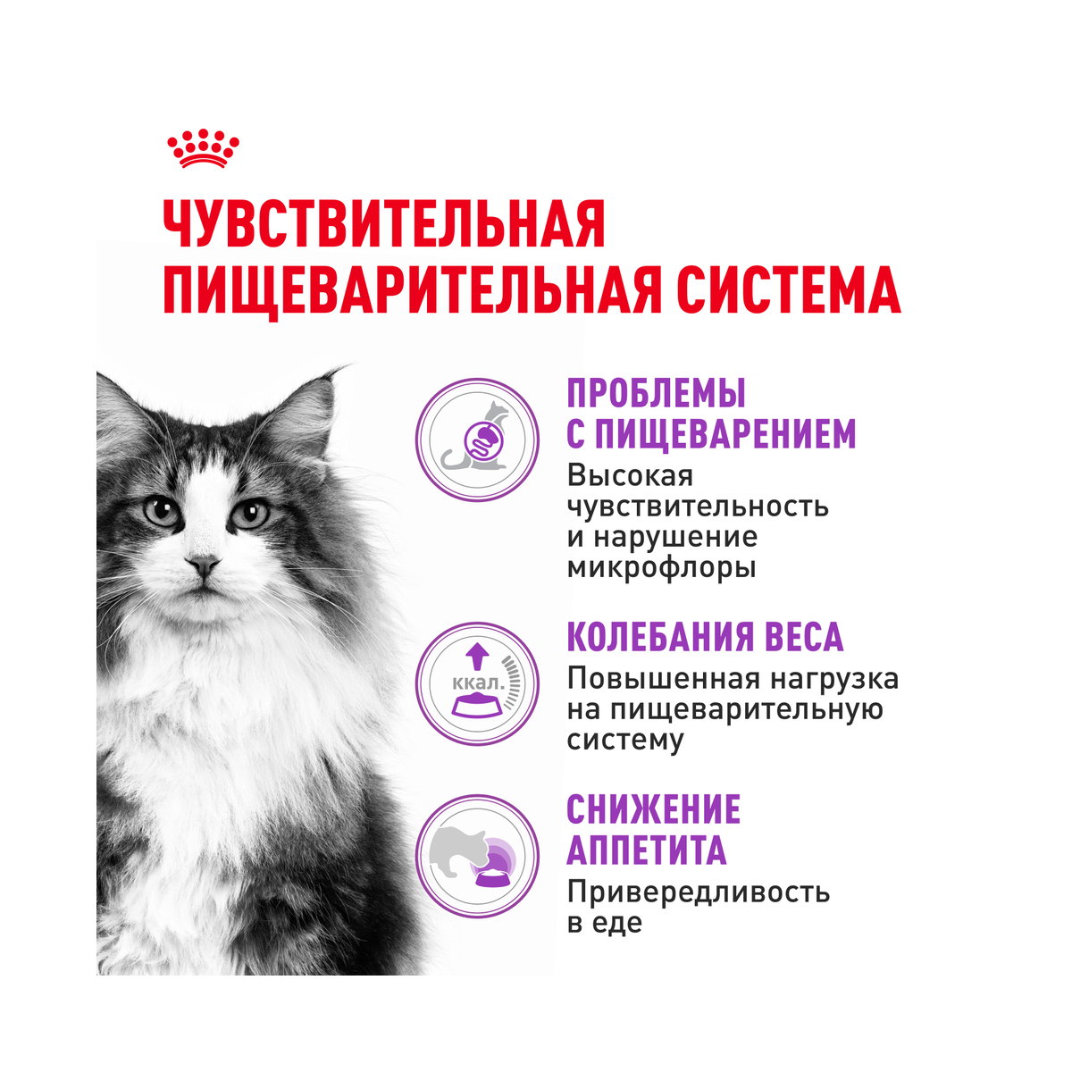 Информация о составе и свойствах Royal Canin Sensible 33 Regular, дополнительный вид