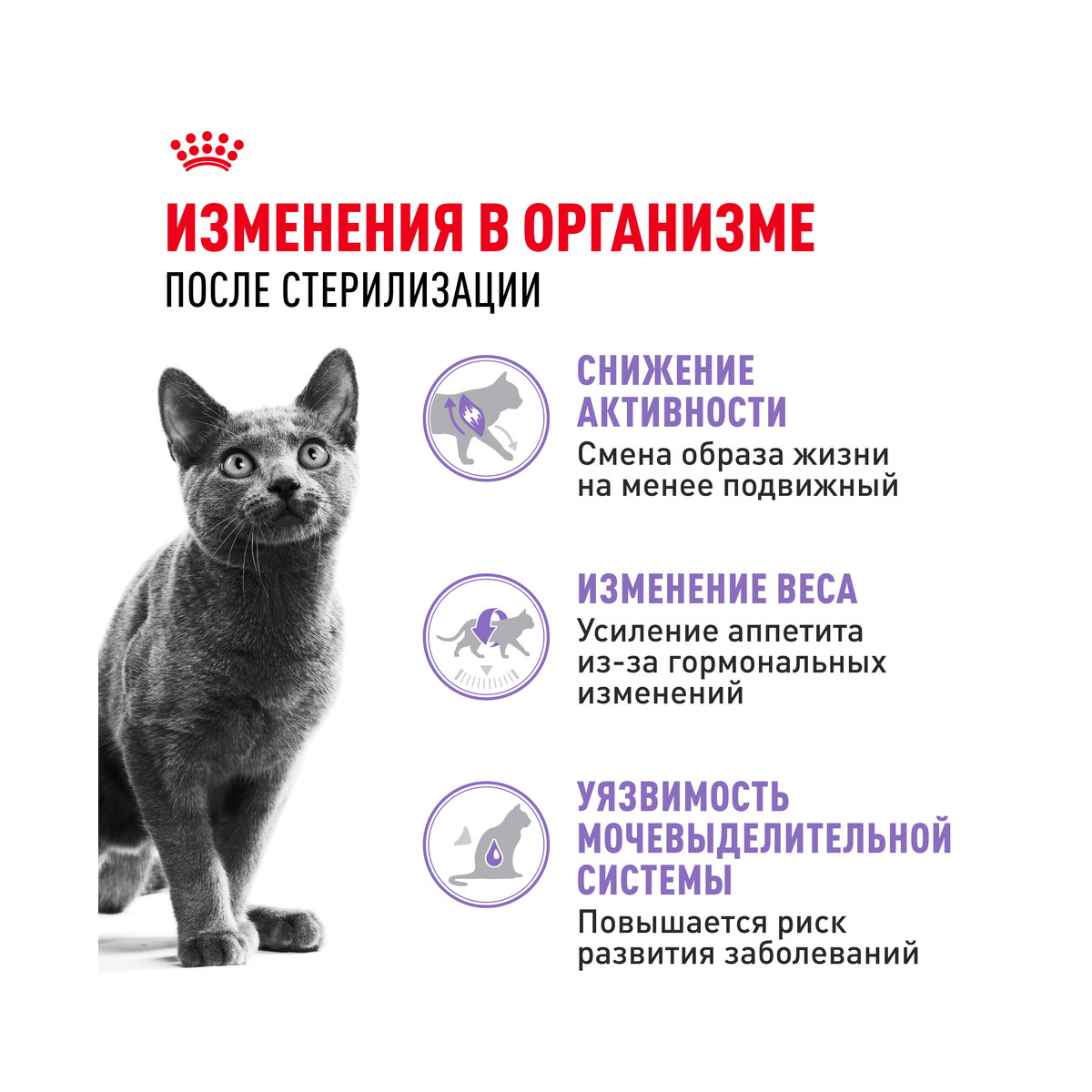 Информация о составе и свойствах Royal Canin Sterilised 37 Regular