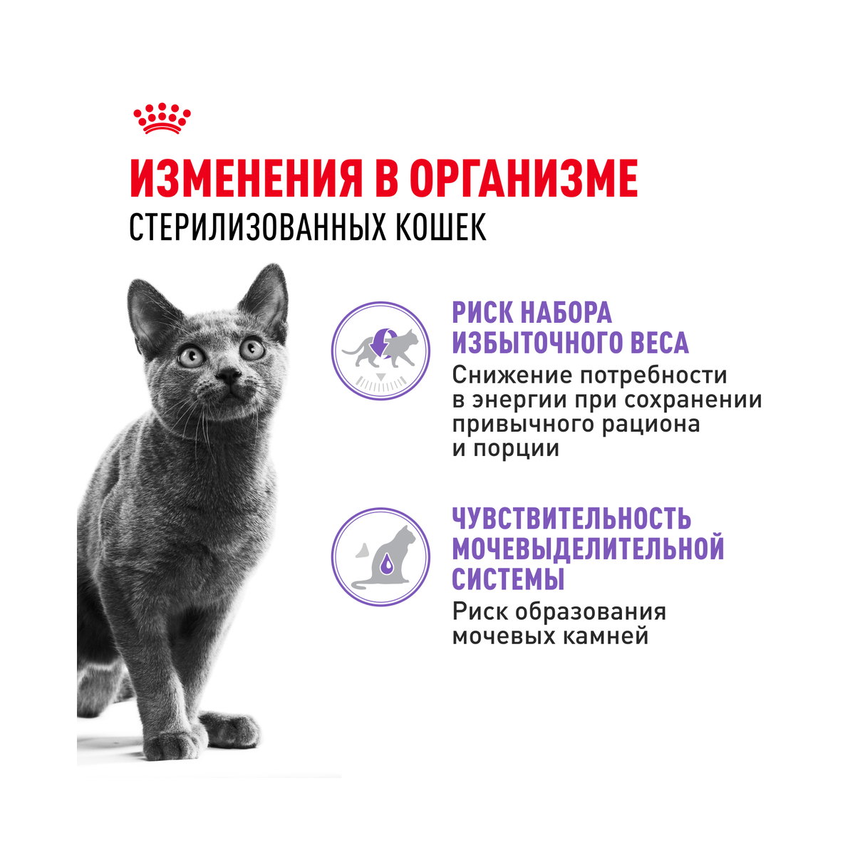 Информация о составе и свойствах Royal Canin Sterilised, дополнительный вид